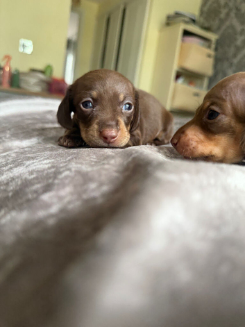 Miniature dachshund puppies for sale
