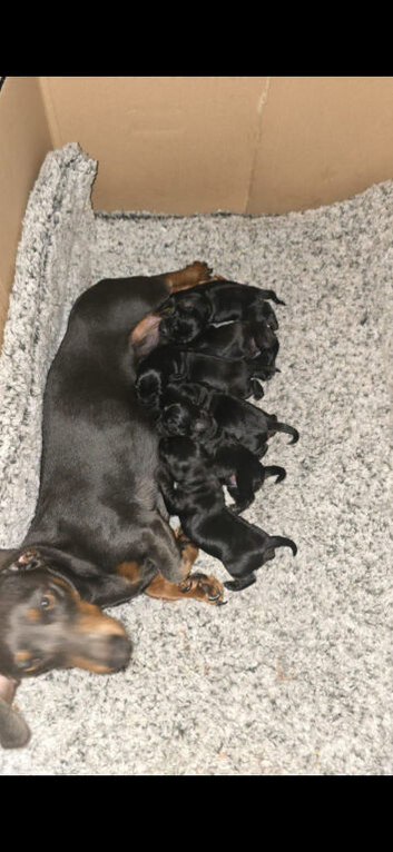 Daxipoo puppies