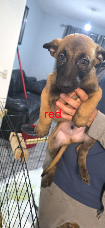 Pups for sale