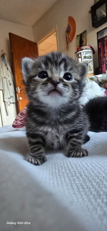 Adorable kittens