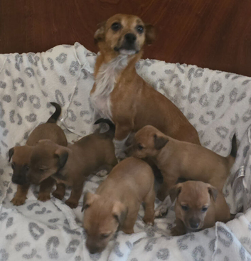 Jack Russell puppies