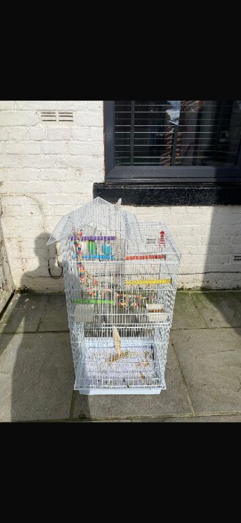 3 budgies -