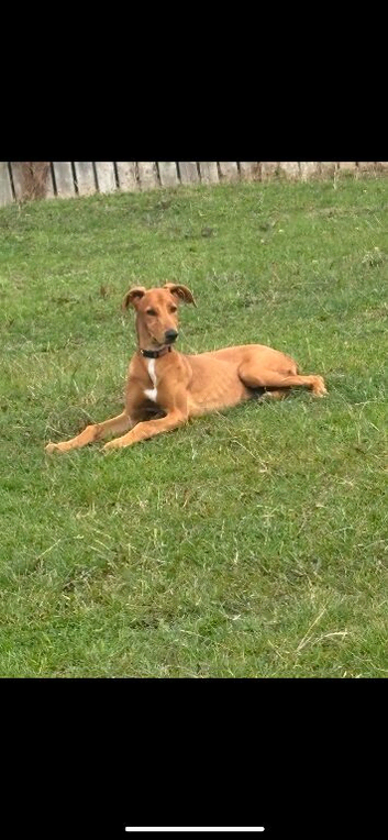 Lurcher for sale