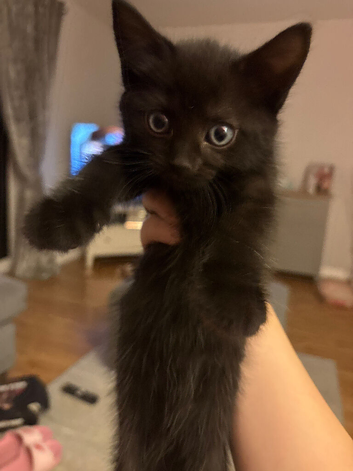 Domestic shorthair kitten