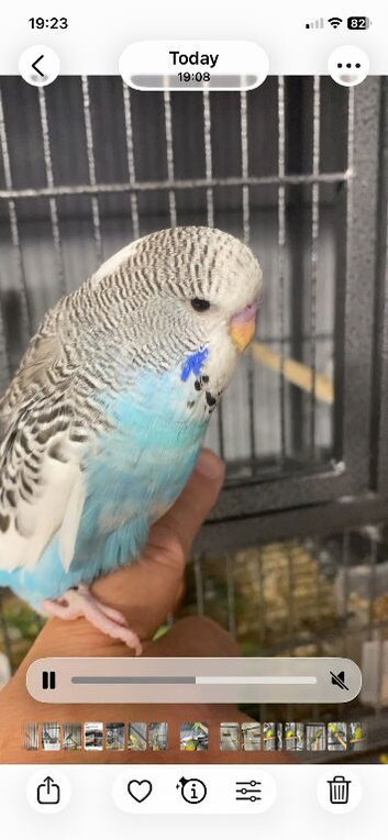 Exhibition budgies  baby&rsquo;s