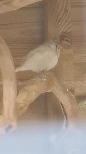 Young female finch