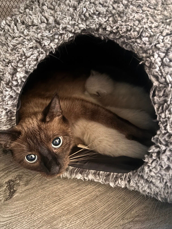 Kittens