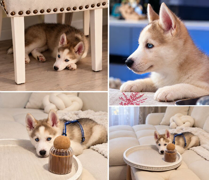 Husky puppy