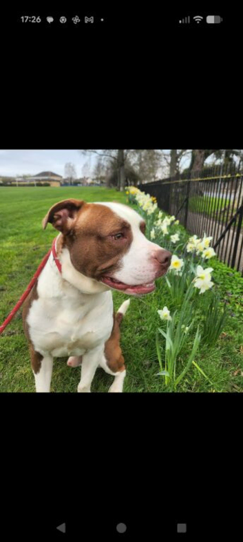 American bulldog cross