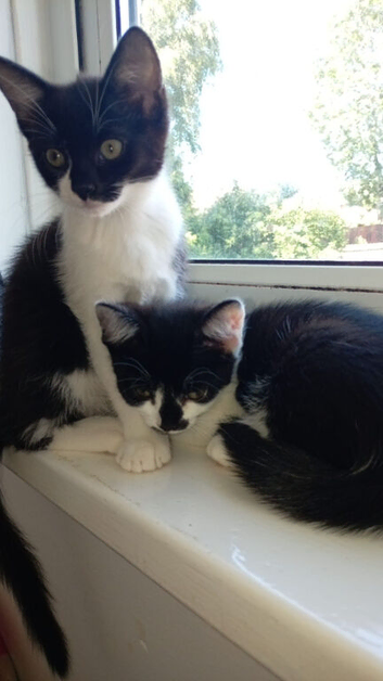 2 &times;9week old kittens