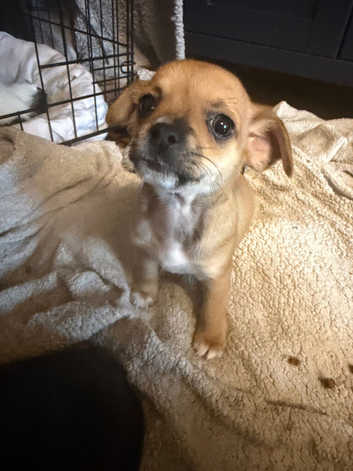 Chihuahuas craigavon area