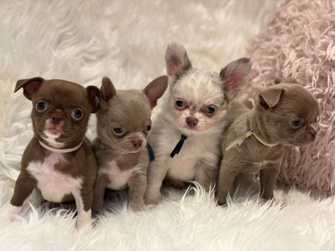 KENNEL CLUB REGISTERED TINY, EXCEPTIONAL & VERY RARE CHIHUAHUA PUPPIES