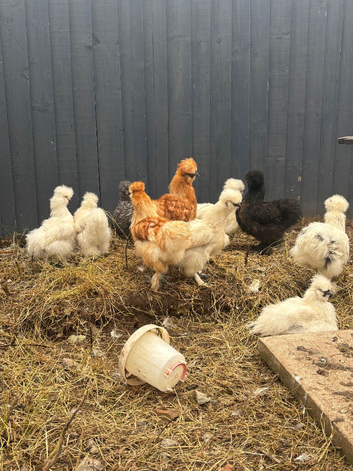 USA Silkie chickens