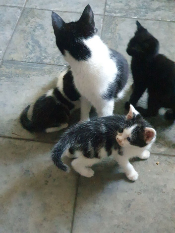 Black and white kittens