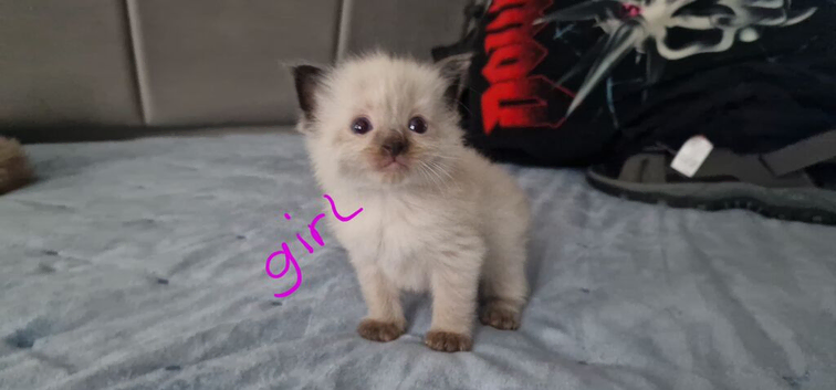 Female kitten for sale