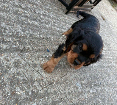 Cavalier King Charles pups for sale
