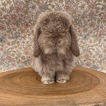 Chocolate chinchilla doe