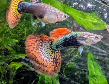 QUALITY GUPPIES by pairs line bred, producing fish identical to Parents;
