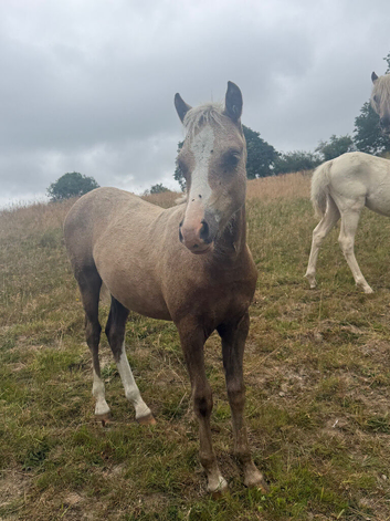 Welsh part bred filly