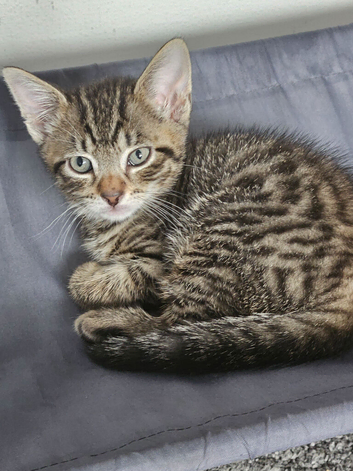 Bengal/tabby... female 10 weeks old
