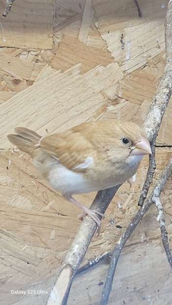 Bengalese finch for sale