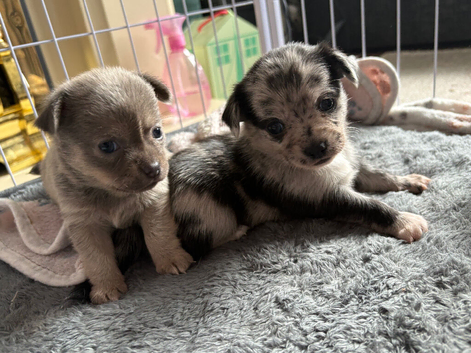 5 beautiful chihuahua puppies