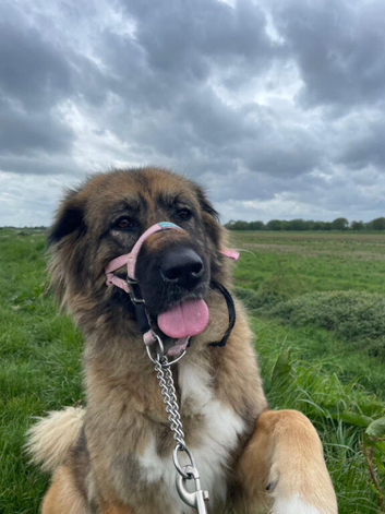 Sweet natured 4 yr old Leonberger