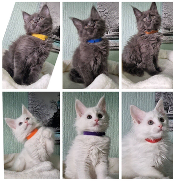 TICA REGISTERED MAINECOON KITTENS