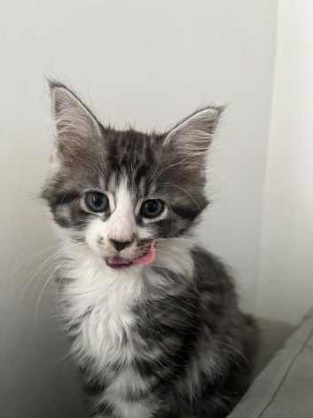 LAST GIRL LEFT Mainecoon kittens