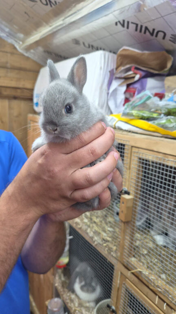 Netherland dwarf doe