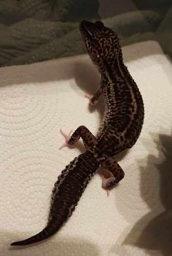 Black night female leopard gecko