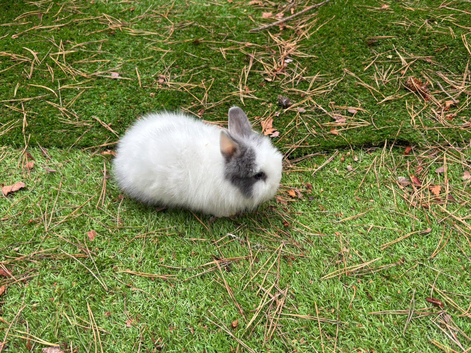 Baby double main  lionhead bunnies