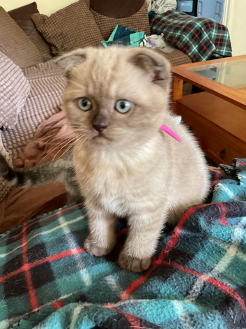 Reduces in price Scottish fold kittens