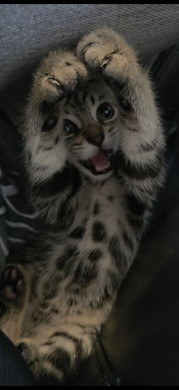 Gorgeous kitten