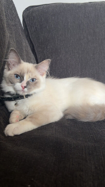 5 month old kitten