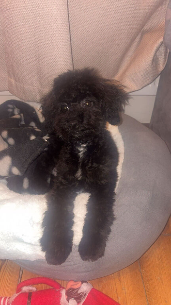 Toy poodle stud