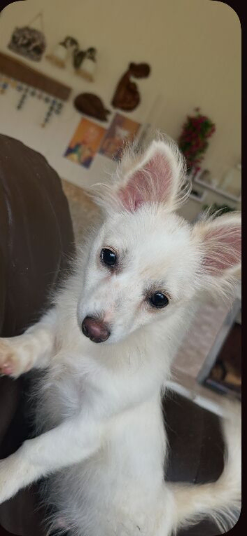 1 pomchi white puppy  boy