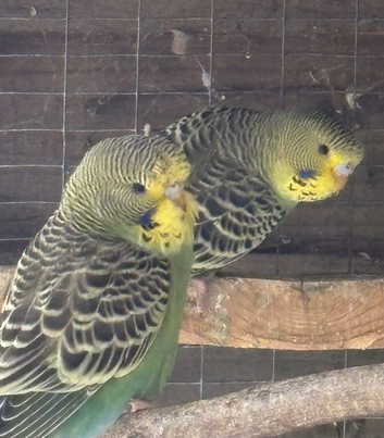 3 baby budgies