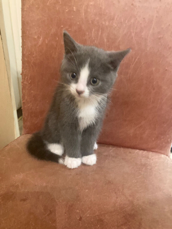 Ready now! Beautiful part pedigree kittens