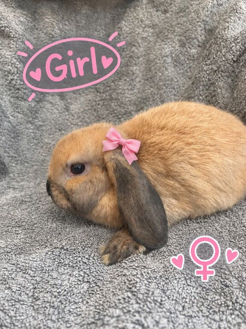 Gorgeous Sooty Fawn Mini Lop Available Now!