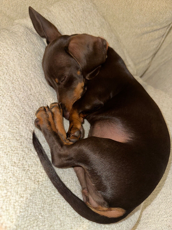 Miniature dachshund