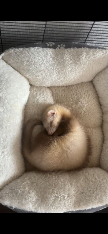6 Month of Ferret (Mayo)