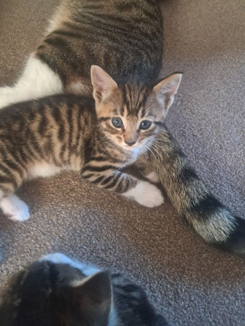 BEAUTIFUL KITTENS   AVAILABLE