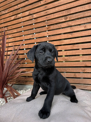 KC REGISTERED LABRADORS