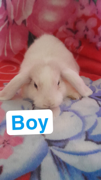 Mini lop