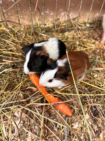 Baby Guineapigs