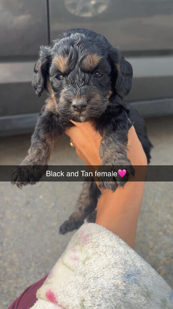 Last 4 cockapoo puppies