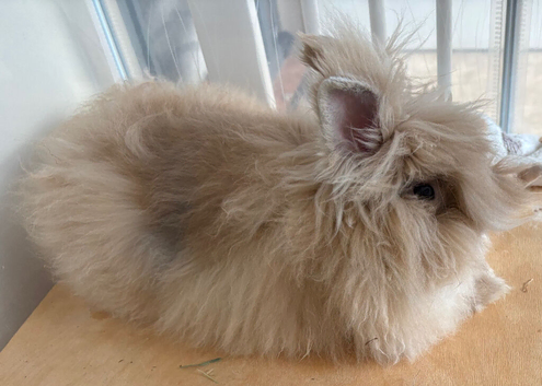 Gorgeous Lionhead boy
