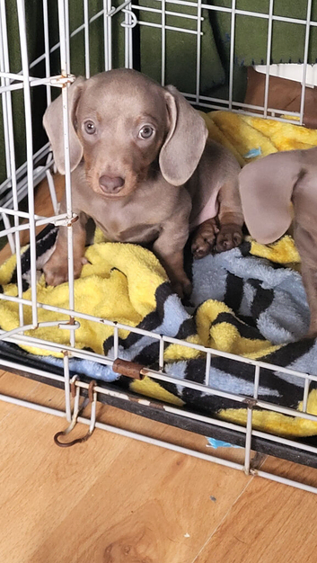 Dachshund isabella puppy for sale