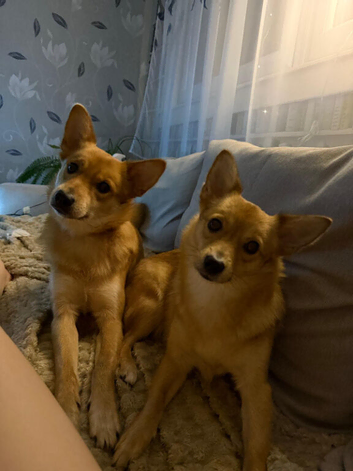 &ldquo;Two Friendly Dogs Available for Rehoming &ndash; 3 Years Old&rdquo;